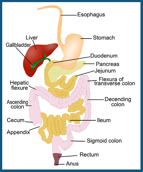 Digestive System